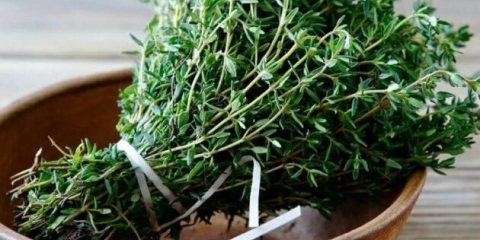 Timijan (majčina dušica): šta je to, fotografija i opis biljke, kada i kako cvjeta, vrste